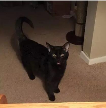 主人救了小猫,主人癫痫发作猫反应