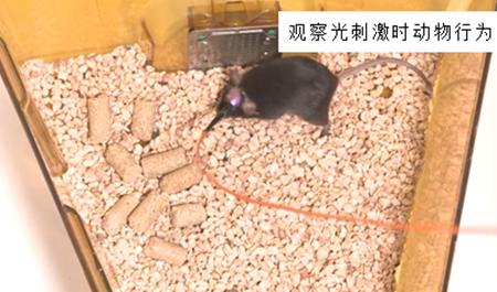 光控大脑,大脑的锁怎么开