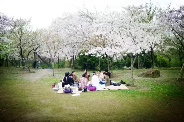 又到樱花飞舞时,又到樱花烂漫时美篇