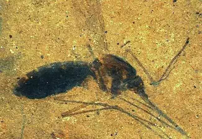 蚊子：“你已难逃一吸”