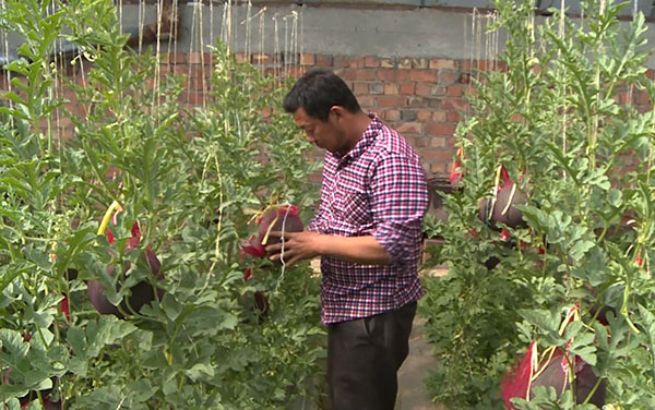 咱六师的“礼品瓜”走俏市场