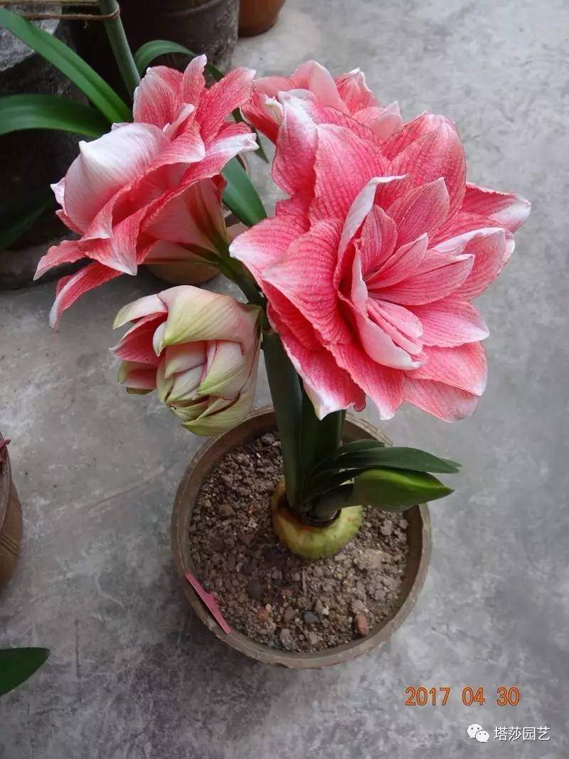 小城花事，泥土中滋生的花园梦