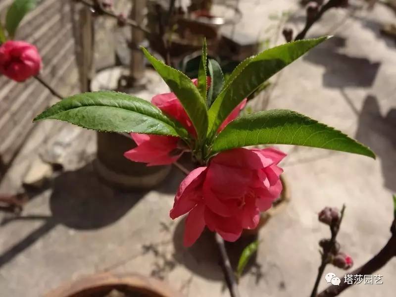 小城花事，泥土中滋生的花园梦