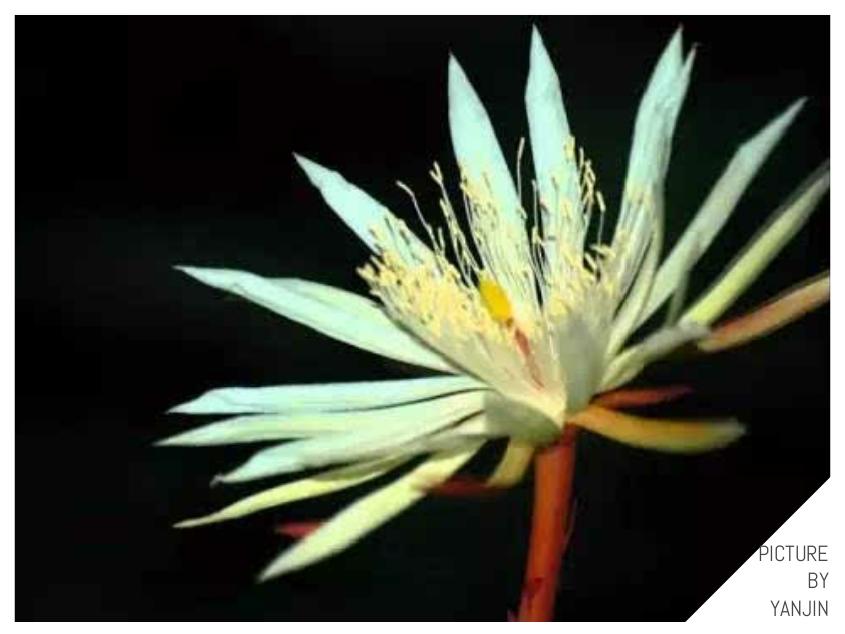 世界上最贵的花是什么,史上最贵的十种花和价格