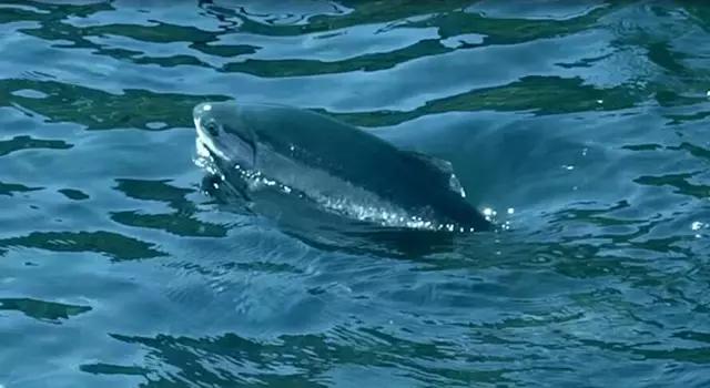 除了北冰洋还有什么洋,挪威什么鱼好吃