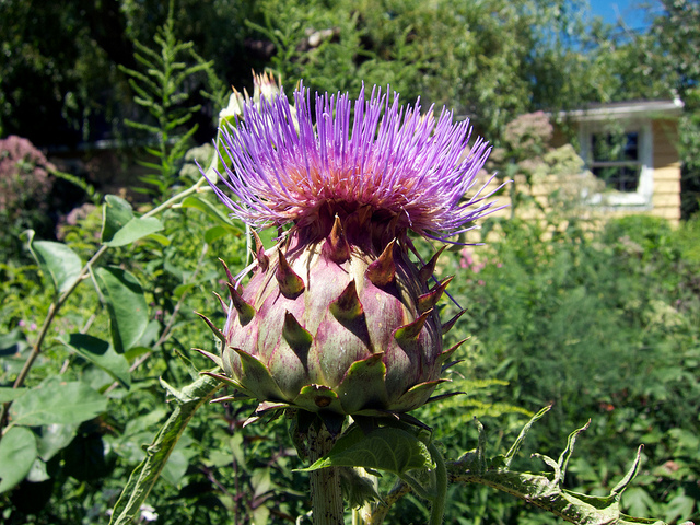 全球所有最罕见最奇葩的蔬菜,这种蔬菜比肉贵南方人经常吃