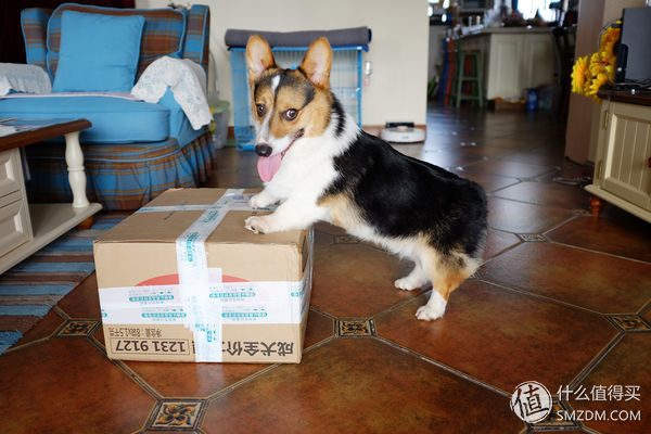 目测托米你要火!丝倍亮成犬全价托米亲吃评测以及托米的成长史