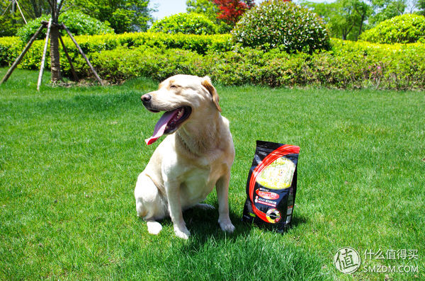 简单训犬小技能,简单学训犬