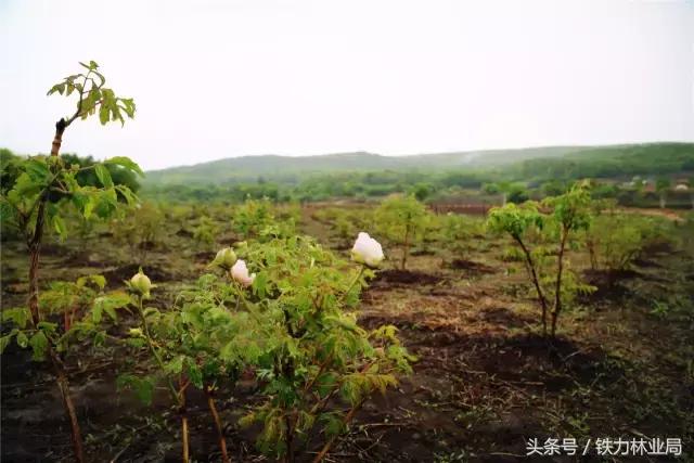 走进森林空气格外清新,走进天然氧吧呼吸新鲜空气