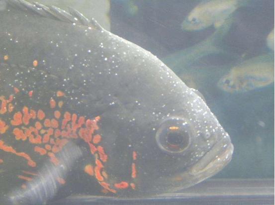 常见鱼病症状及治疗方法,锦鲤常见鱼病鉴别与防治