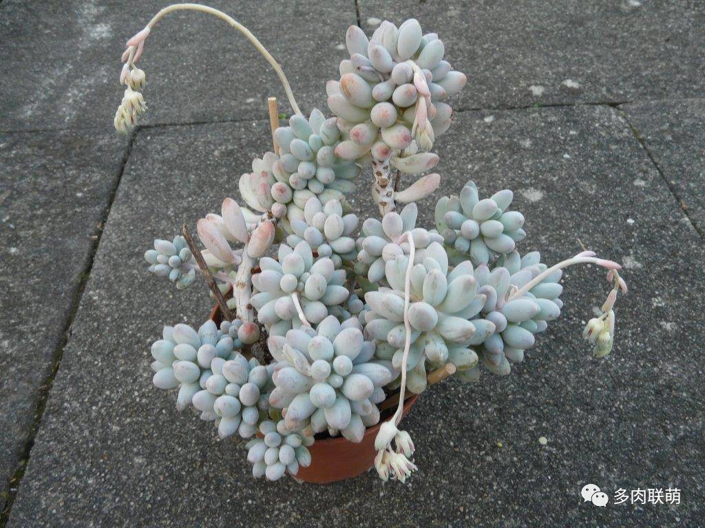 韩系美人多肉,稀有的美人系多肉