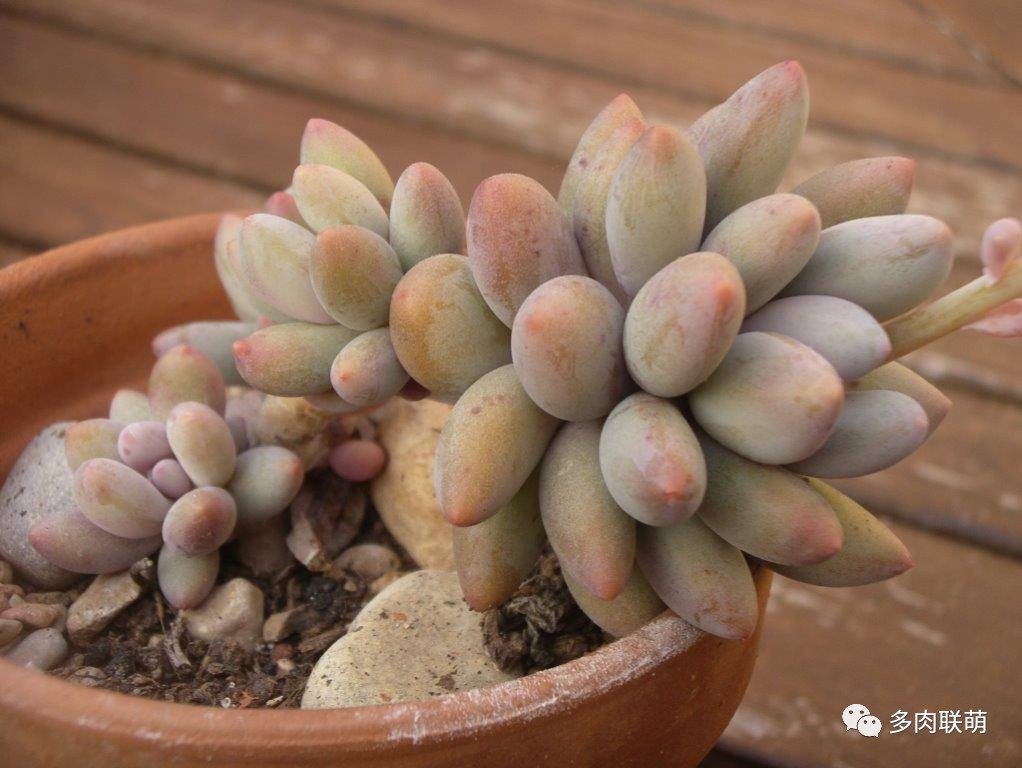 韩系美人多肉,稀有的美人系多肉