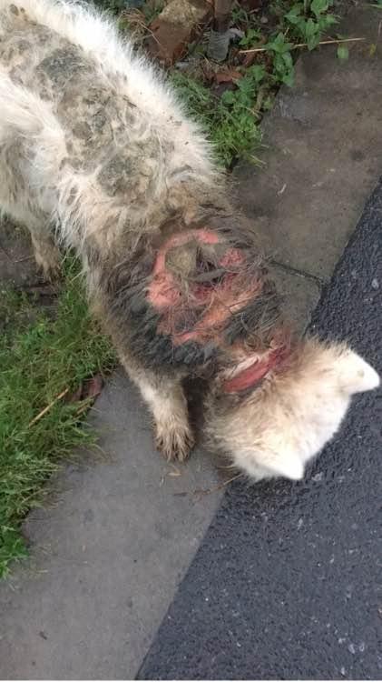 萨摩耶发出臭味,好心人二话不说直接给抱去了医院