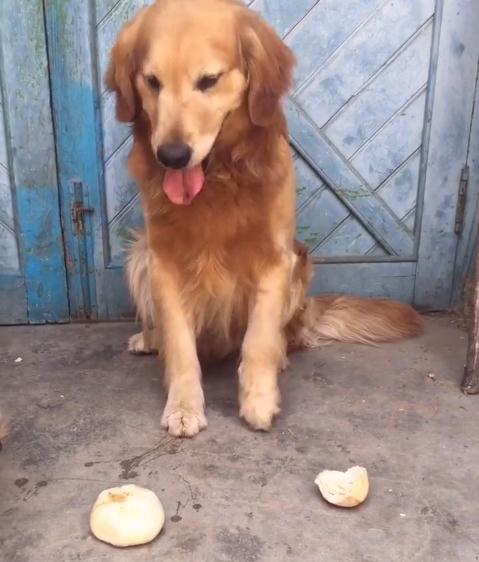 金毛对小孩儿温柔,金毛真是个暖男