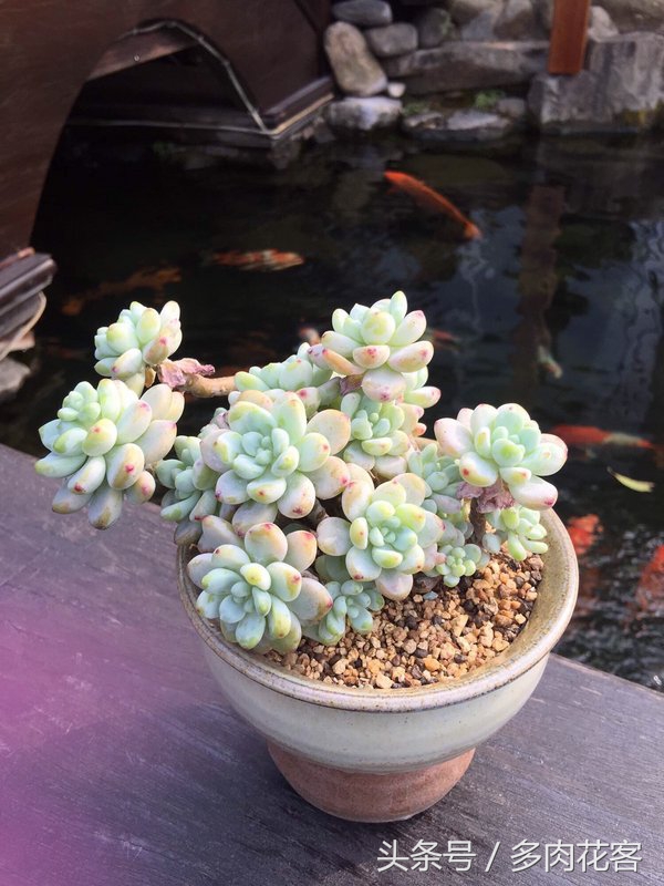 多肉植物休眠期养护方法,多肉植物是冬天休眠还是夏天休眠