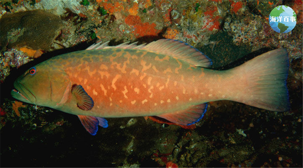 东星斑属于海鲜吗,东星斑海鲜图片