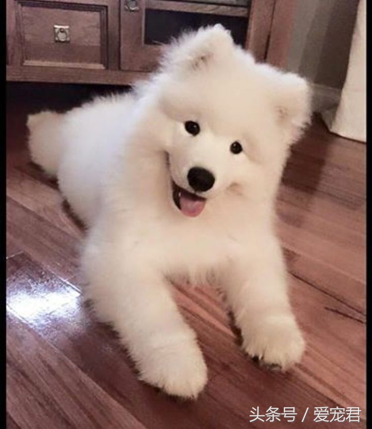 狗狗耳朵原来是立的怎么会垂下去,萌宠趣事是什么意思