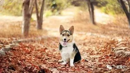 宠知识｜倡议领养代替购买