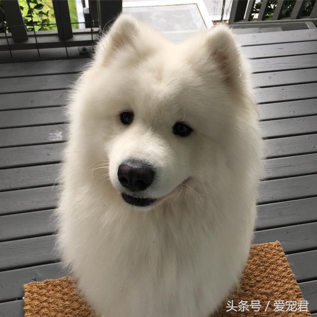 狗狗耳朵原来是立的怎么会垂下去,萌宠趣事是什么意思