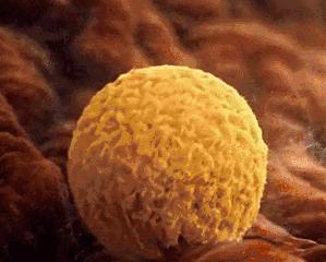 移植失败后要怎么调理成功率高,移植失败之后怎么调理