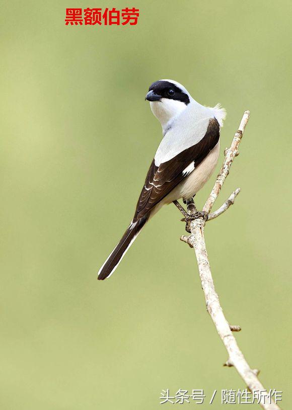 饲养伯劳的最佳温度是多少,伯劳饲养对身体有什么危害