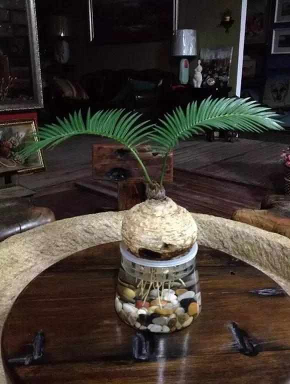 姘村煿鐜夋爲妞嶇墿,鐩嗘牻鐨勯搧鏍戝彲浠ユ按鍩瑰悧