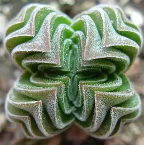 多肉化水叶片要不要摘下来,红宝石多肉掉叶子化水怎么办