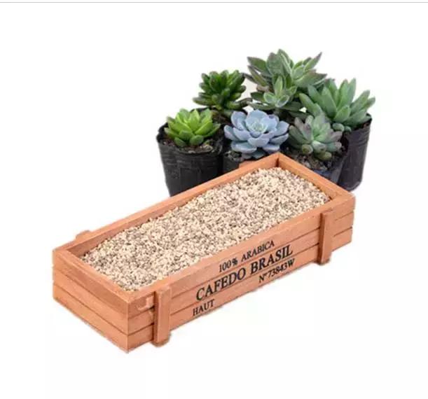 多肉化水叶片要不要摘下来,红宝石多肉掉叶子化水怎么办