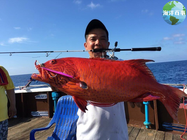 东星斑属于海鲜吗,东星斑海鲜图片