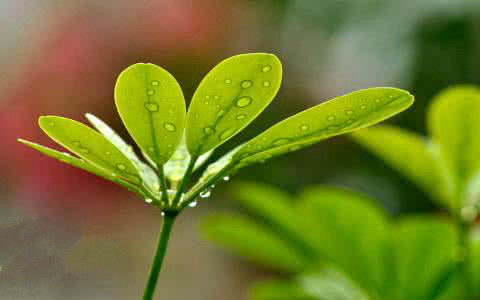 鸭掌木浇水多了掉叶怎么补救,鸭掌木掉叶子怎么处理怎么补救