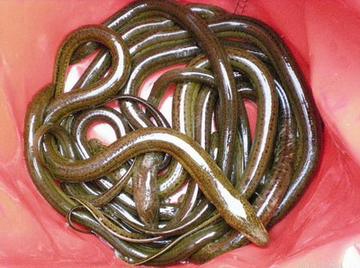 如何区别野生黄鳝与家养黄鳝,野生黄鳝与家养黄鳝怎么区别