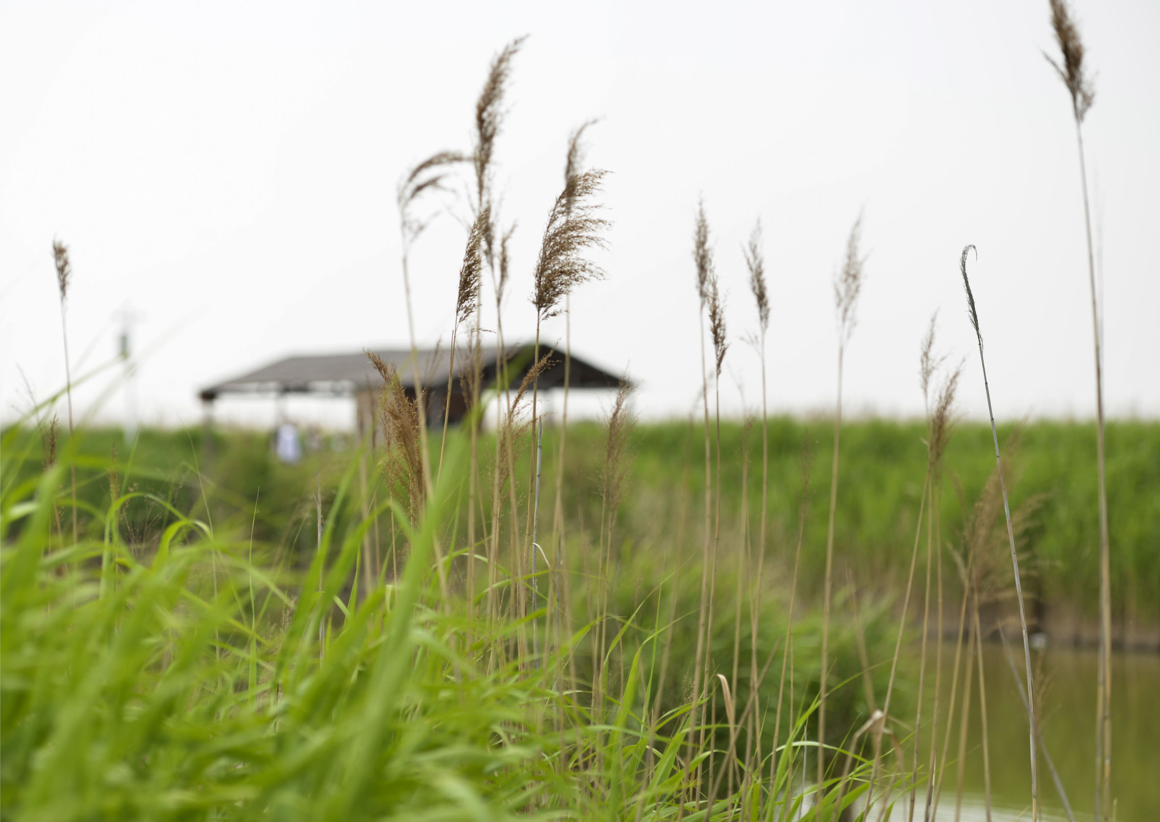 曹妃甸曹妃事件,曹妃甸区曹妃