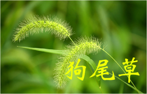 农村常见的43种中草药,农村常见却被忽略的草药