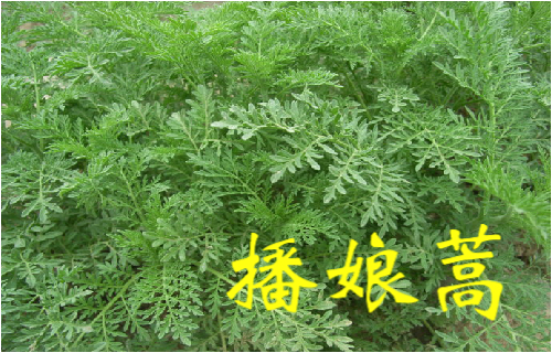 农村常见的43种中草药,农村常见却被忽略的草药