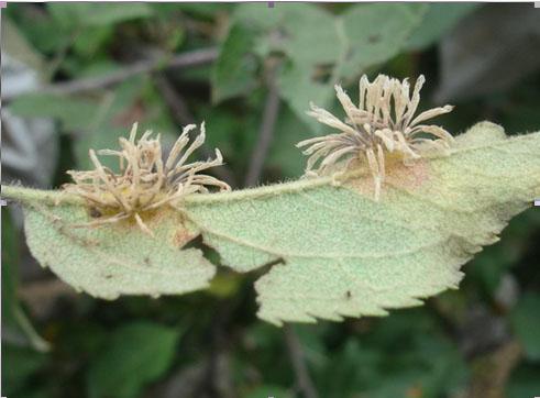 苹果树叶上长带刺的毛是怎么回事,苹果树叶长虫子怎么回事