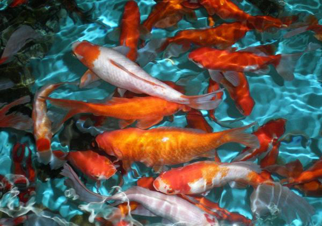 鱼缸放在家里哪个方向最旺财旺人,偏财运鱼缸放客厅什么方向