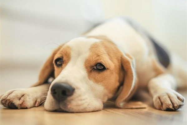 狗狗拉肚子的最快解决办法,狗狗拉肚子不怎么严重怎么办