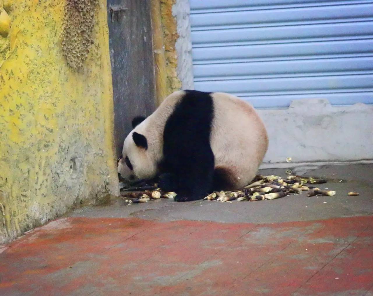 端午节河马夫妇享受浪漫艾草浴，你们端午在干什么？
