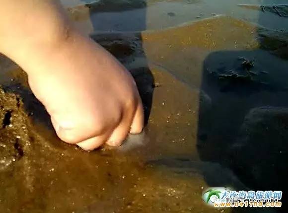 大连海岛趣事：这种海鲜，玩起来比吃都过瘾