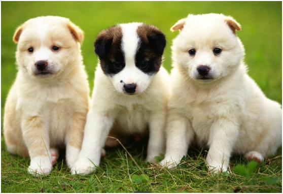 幼犬拉稀和吐是怎么回事,幼犬呕吐拉稀什么都不吃了