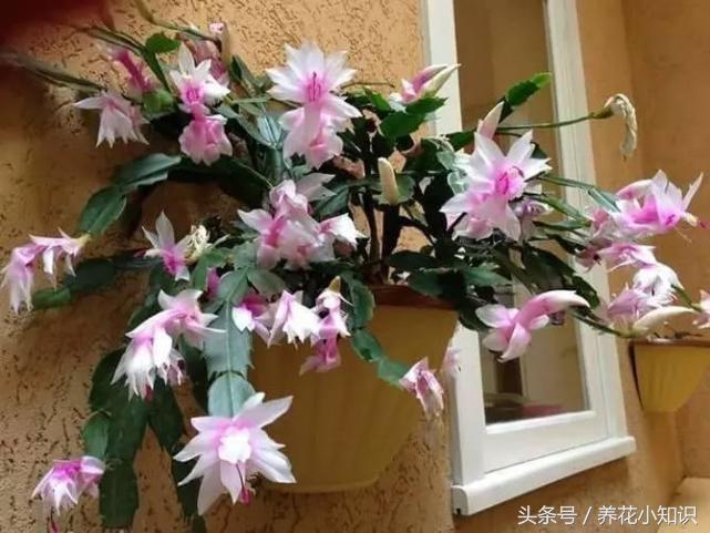 养花要喂什么药水浇花好,养花用什么药水浇花好