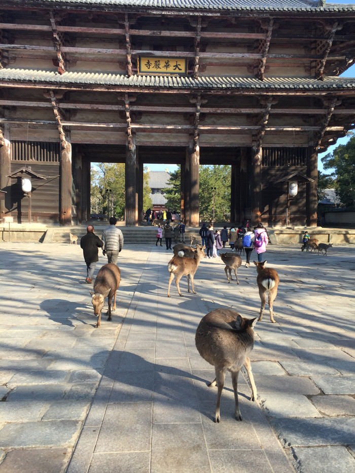 日本的冬日暖阳,日本的冰雪世界