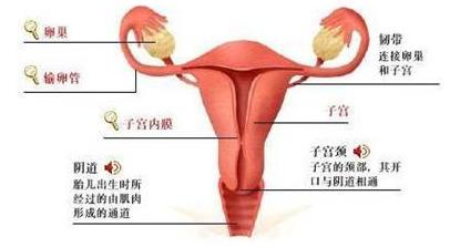 从来没有怀孕宫腔却有粘连,得了宫腔粘连就一定不孕了吗