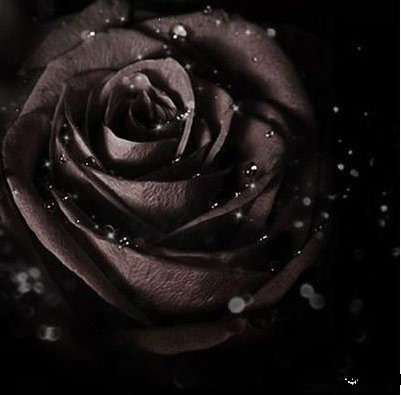 美丽的花都有一个凄美的故事,有关花的凄美爱情故事传说