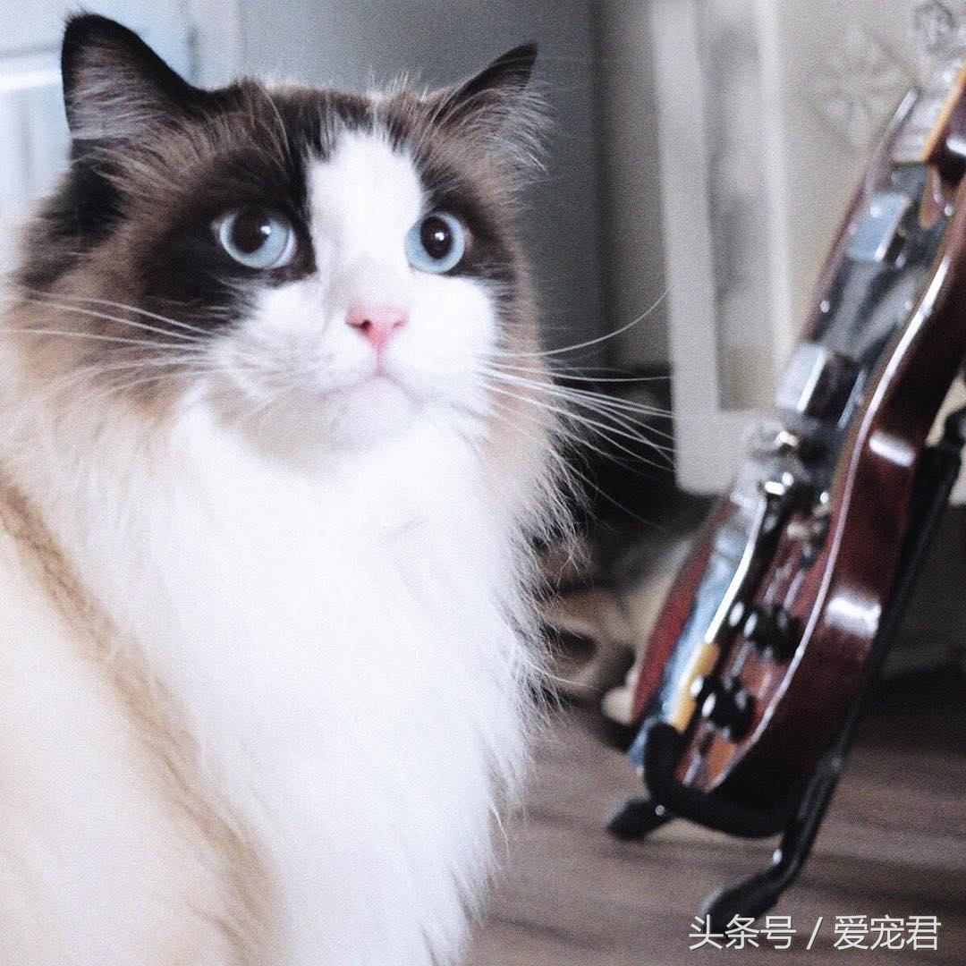 猫咪趣事知道多少,猫咪尴尬趣事