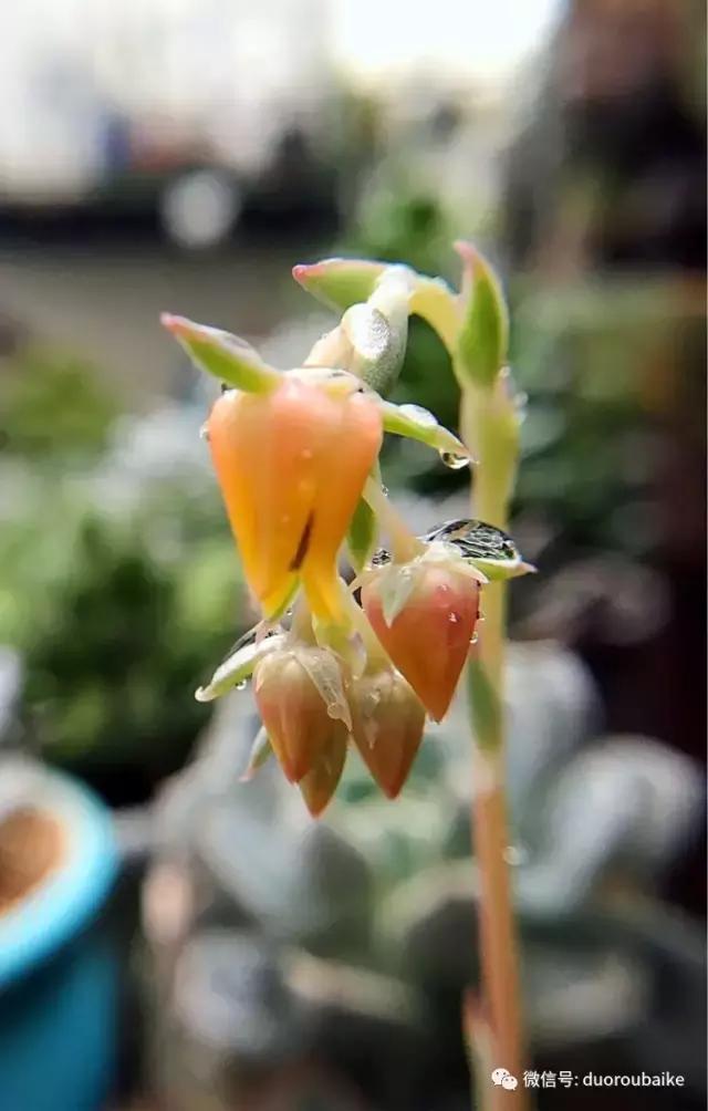 沉浸在花花草草的世界里,沉浸在动物和花海世界中