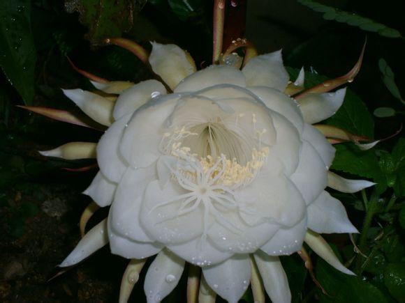 美丽的花都有一个凄美的故事,有关花的凄美爱情故事传说