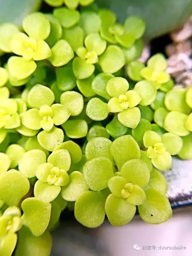 沉浸在花花草草的世界里,沉浸在动物和花海世界中