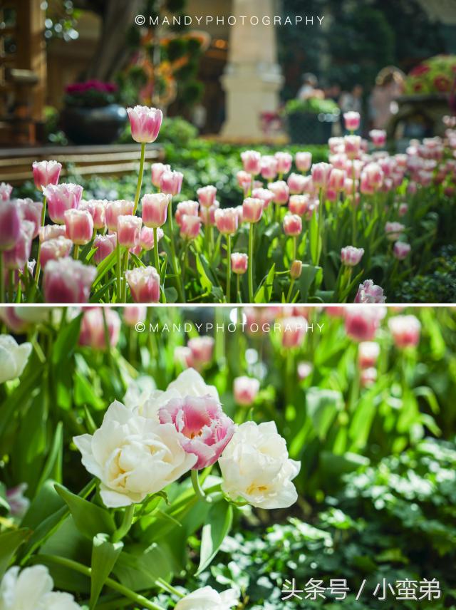 美国一周游玩攻略,美国旅游攻略拉斯维加斯