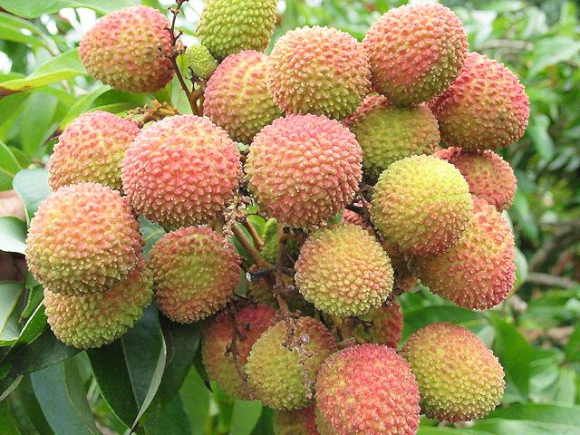 这个季节到茂名，我可能撑死在高州